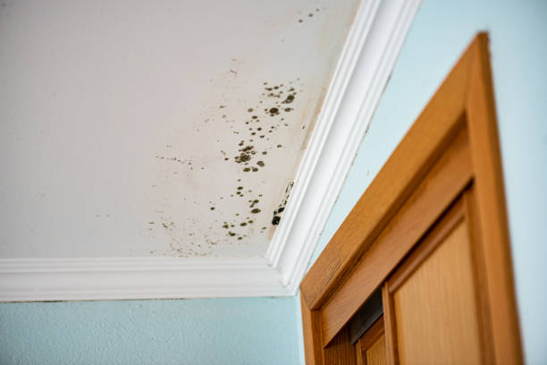 Best Kitchen Mold Remediation in Wilderness Rim, WA