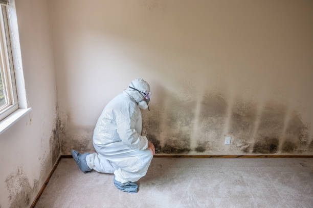 Best Emergency Mold Remediation in Wilderness Rim, WA