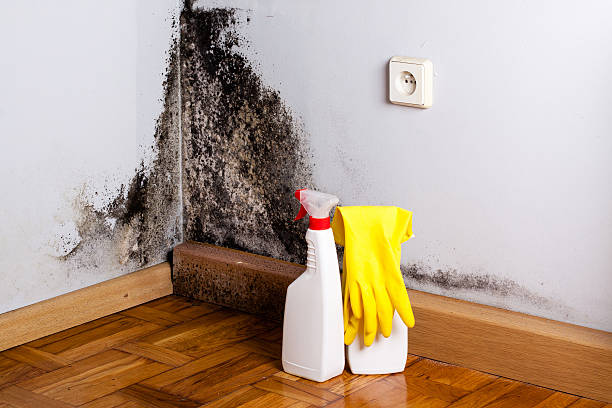 Best Localized Mold Remediation (e.g., coastal areas, humid climates) in Wilderness Rim, WA
